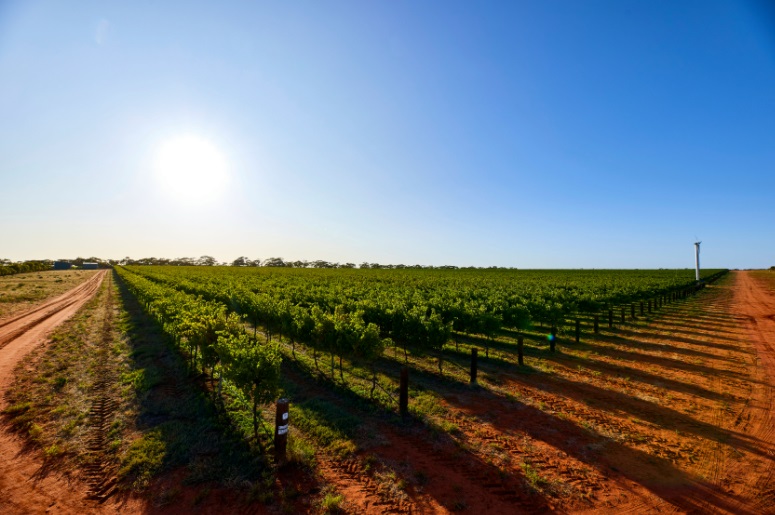 https://www.vinocorpperu.com/images/bodegas/oxfordlanding/South Australia Riveland-min.jpg